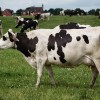 Dūklavs šodien Luksemburgā aicnās piešķirt pabalstu piensaimniekiem un cūkkopjiem